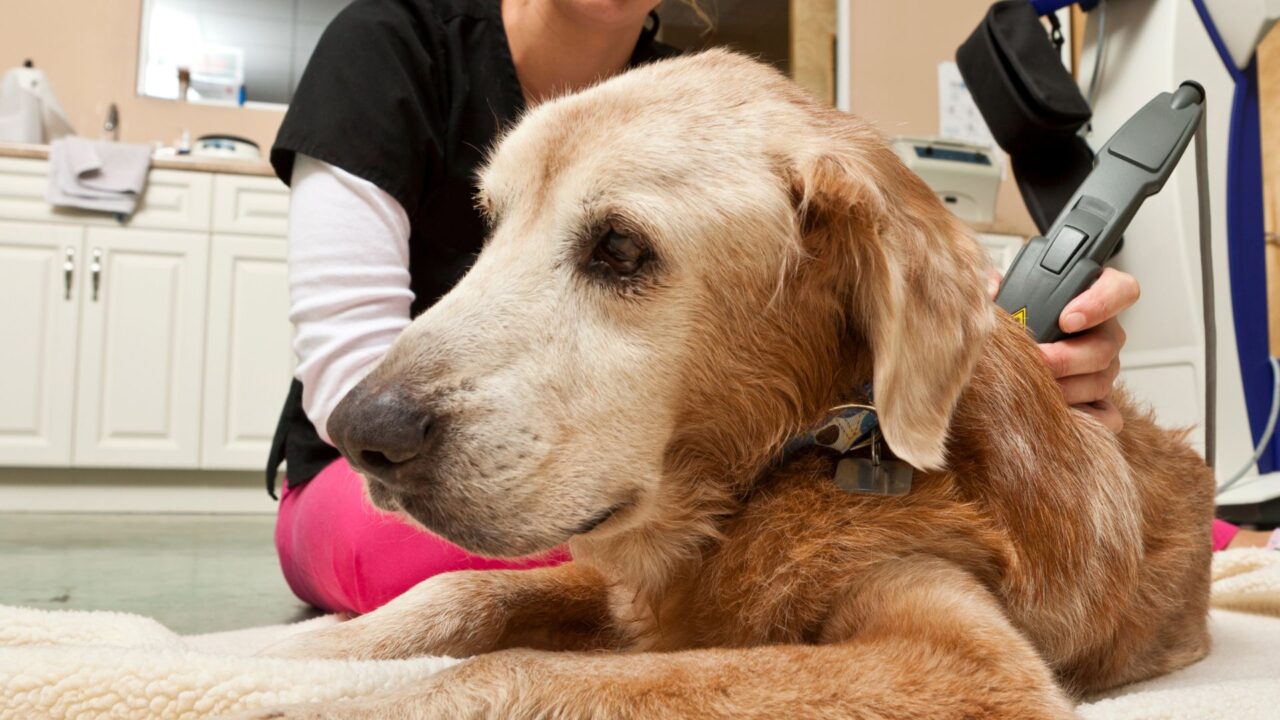 Portsmouth, VA Veterinary Services Churchland Animal Clinic