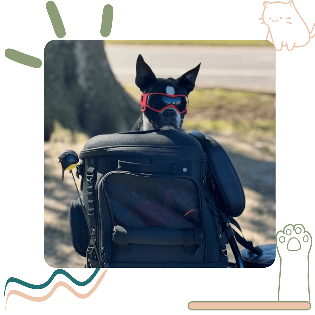 a dog wearing goggles sitting in a backpack