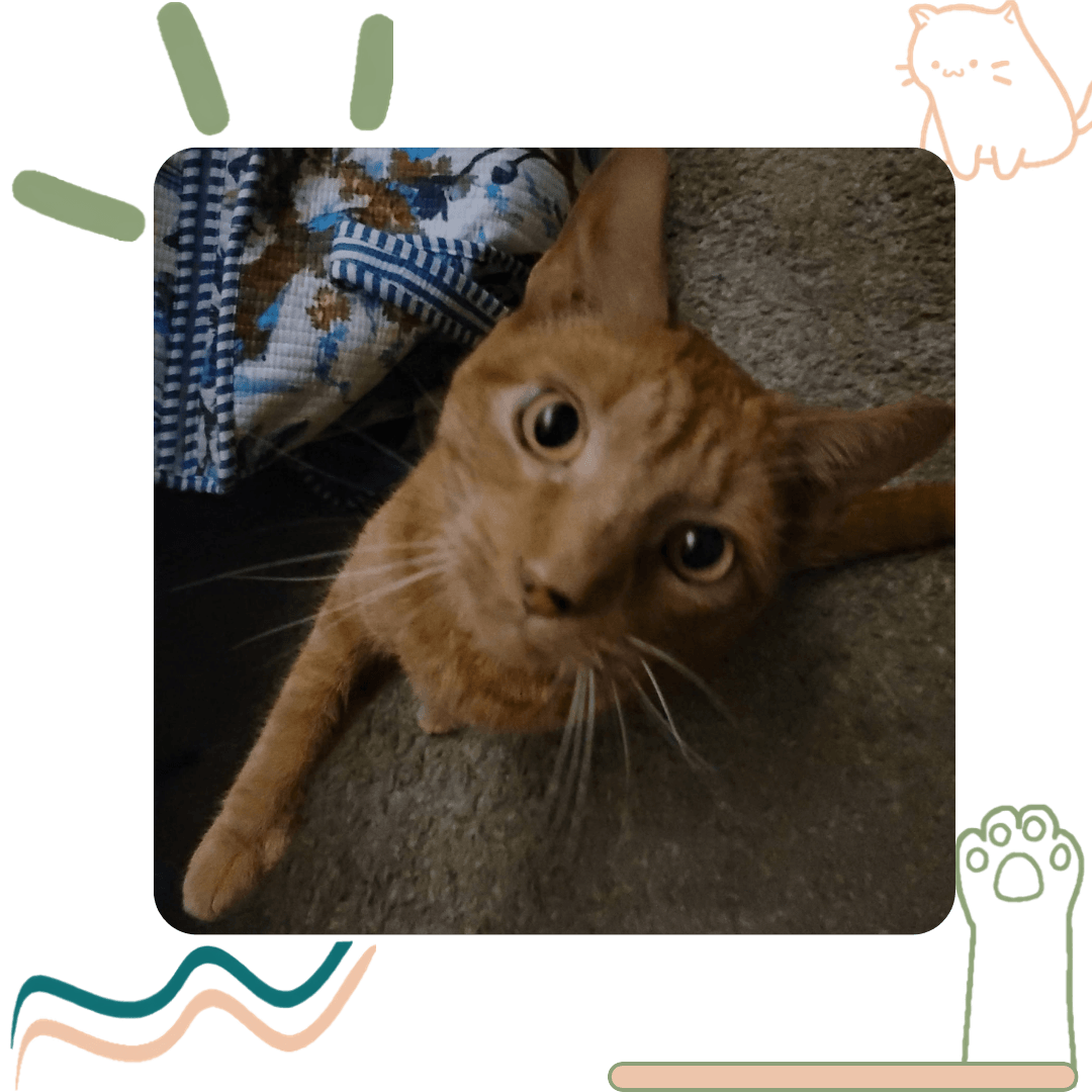 an orange cat