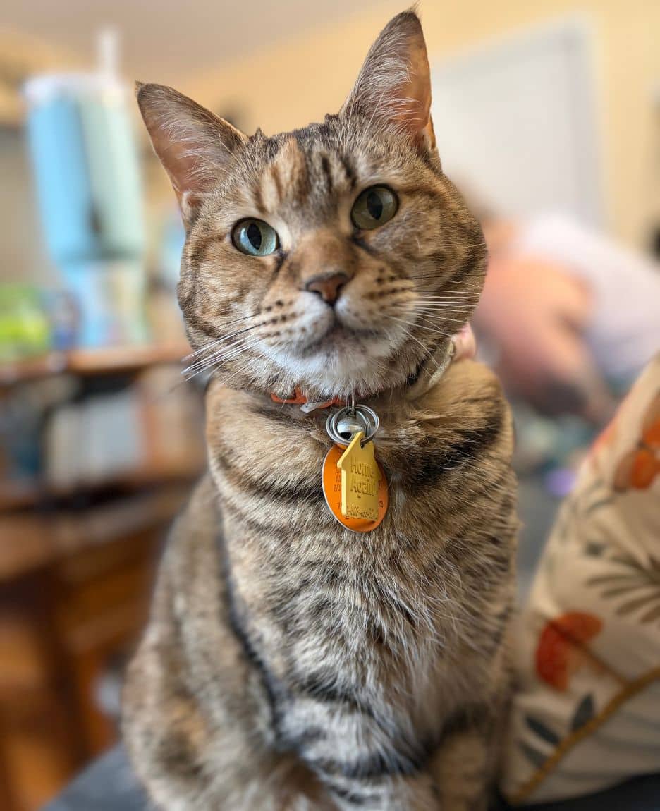 A tabby cat with green eyes sits indoors, wearing a collar